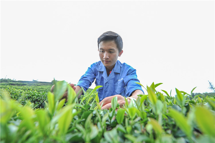 协和学院管理学系学生正在茶园学习采茶技巧.jpg