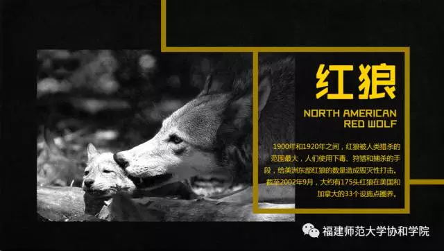 动物的眼泪公益广告海报3_看图王.web.jpg