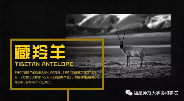 动物的眼泪公益广告海报2_看图王.web.jpg