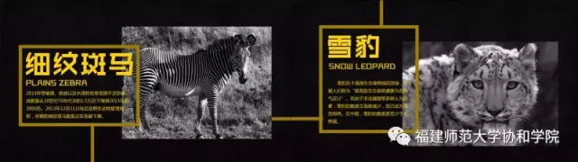 动物的眼泪公益广告海报4_看图王.web.jpg