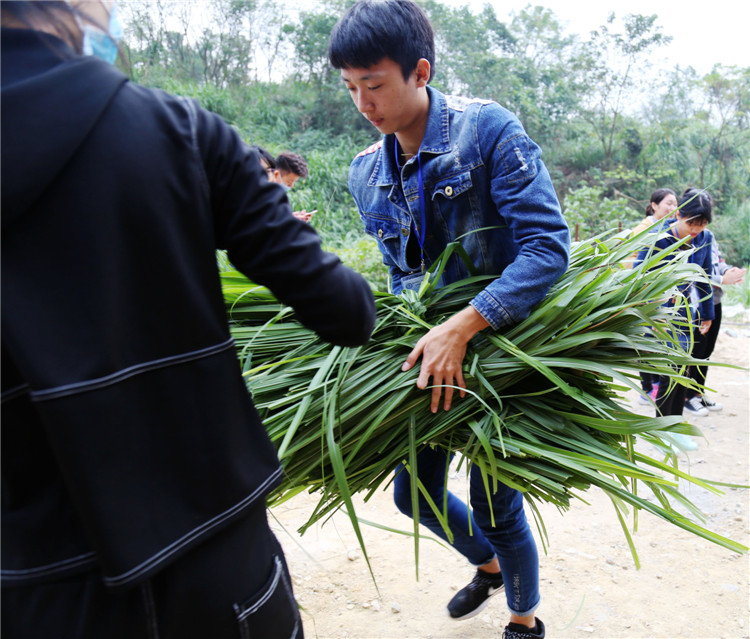 志愿者们帮忙割马草 叶净淳_看图王.jpg
